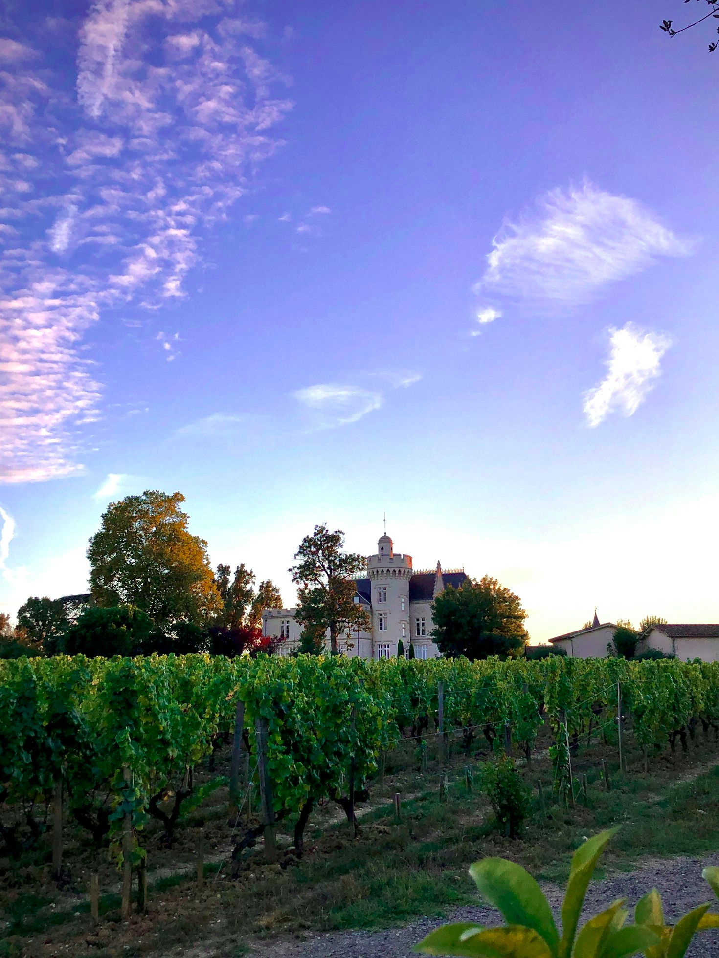 The Allure of Burgundy Wines: A Deep Dive